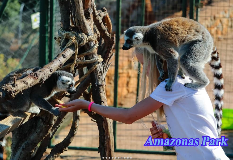 Malia Cruises - Image 9