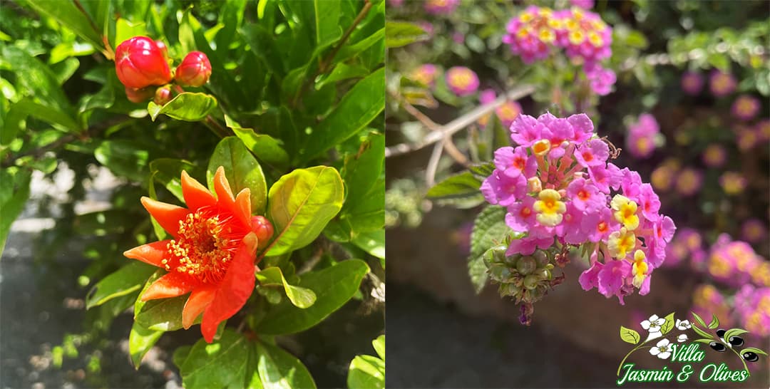 Villa Jasmin & Olives - Image 7